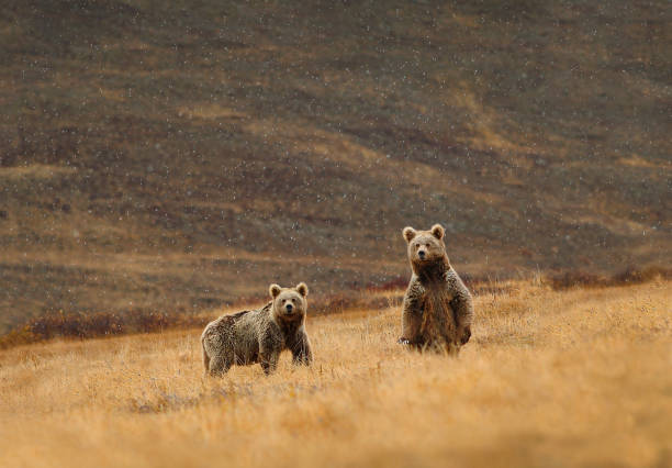 Brown bears in Laddakh